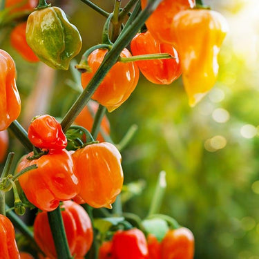 Habanero Pepper Seeds - The Pepper Pantry (Formerly Marie Sharp's)